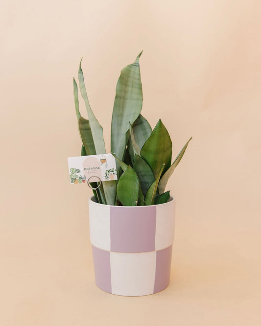 Snake Plant 'Moonshine'