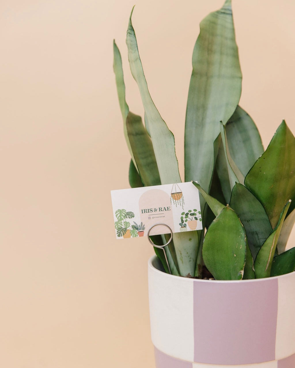 Snake Plant 'Moonshine'