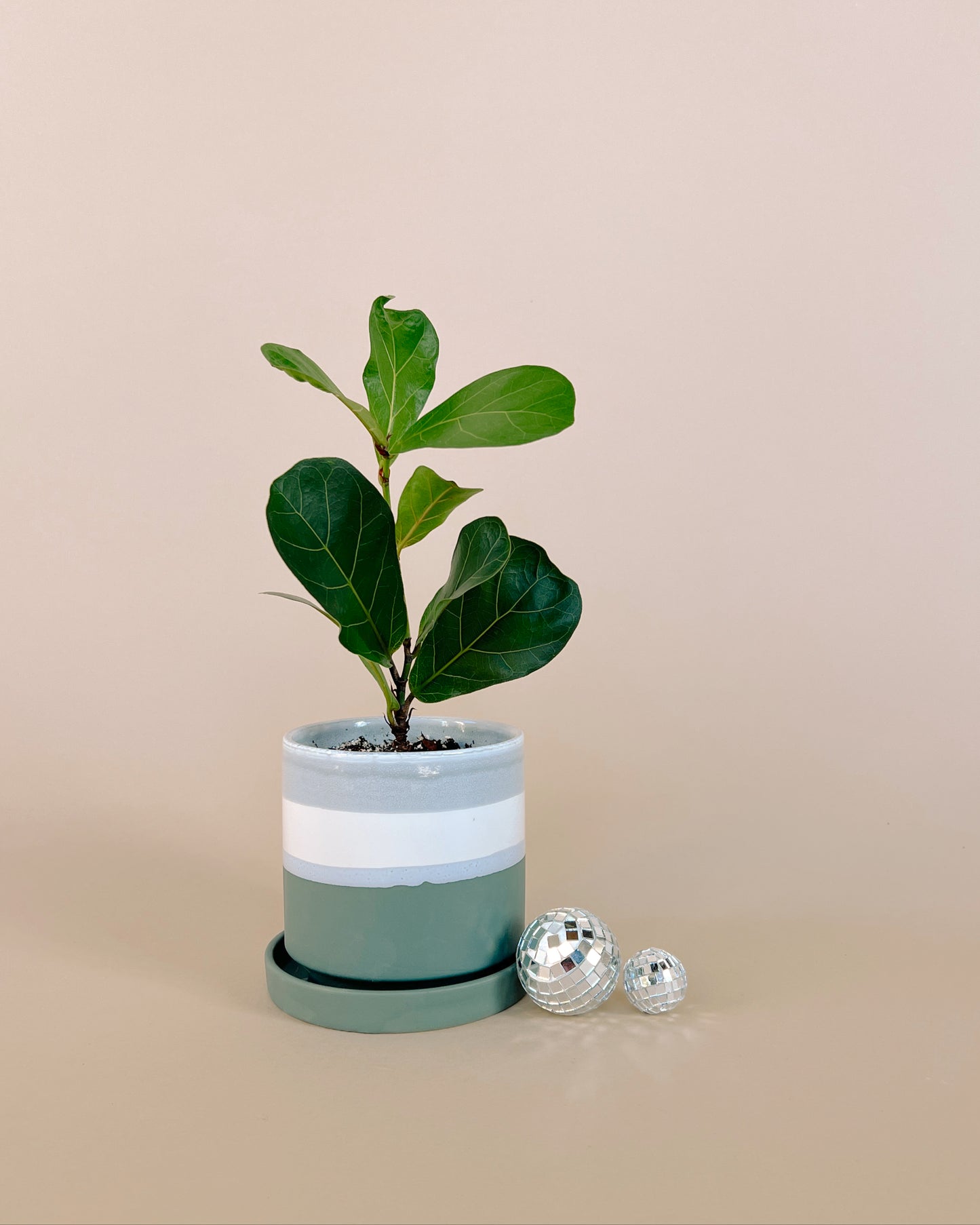 Fiddle Leaf Fig- 4.5" Pot