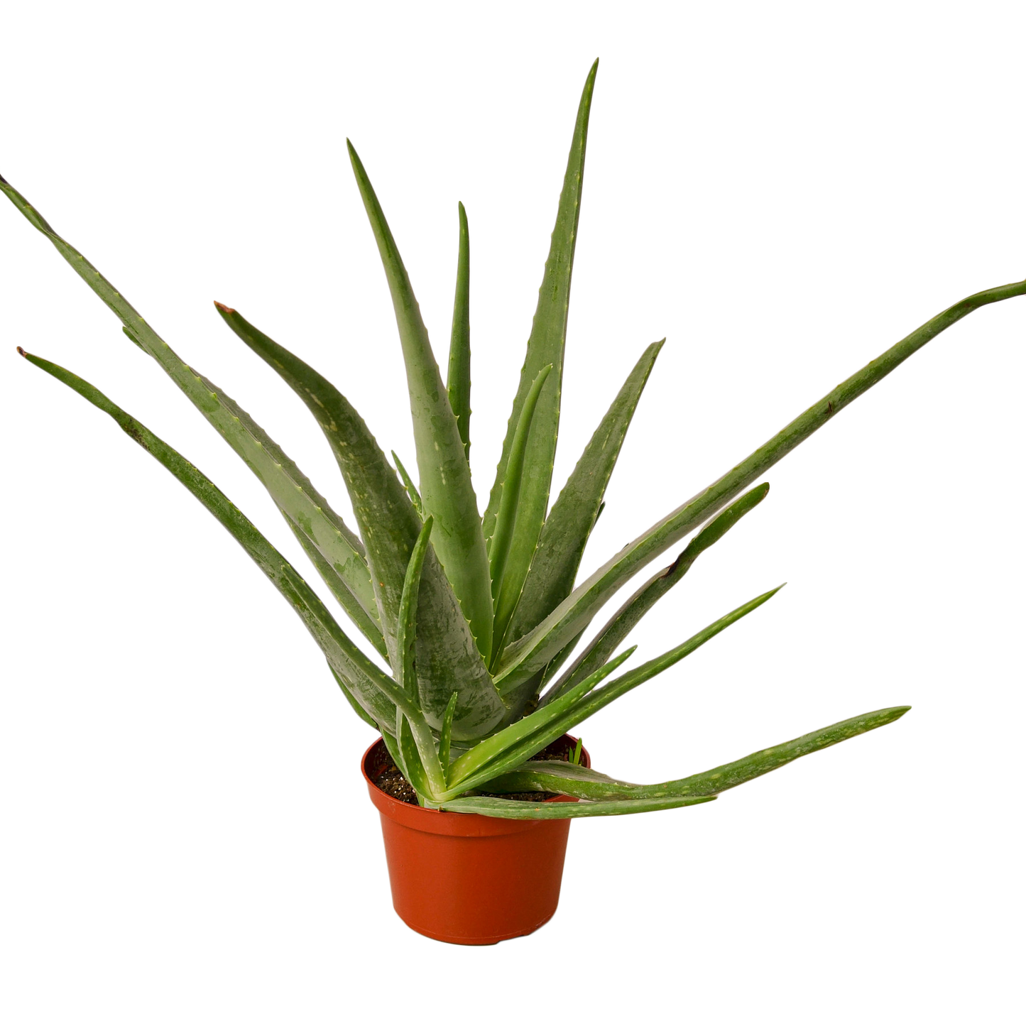 Aloe Vera - 6" Pot