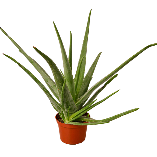 Aloe Vera - 6" Pot