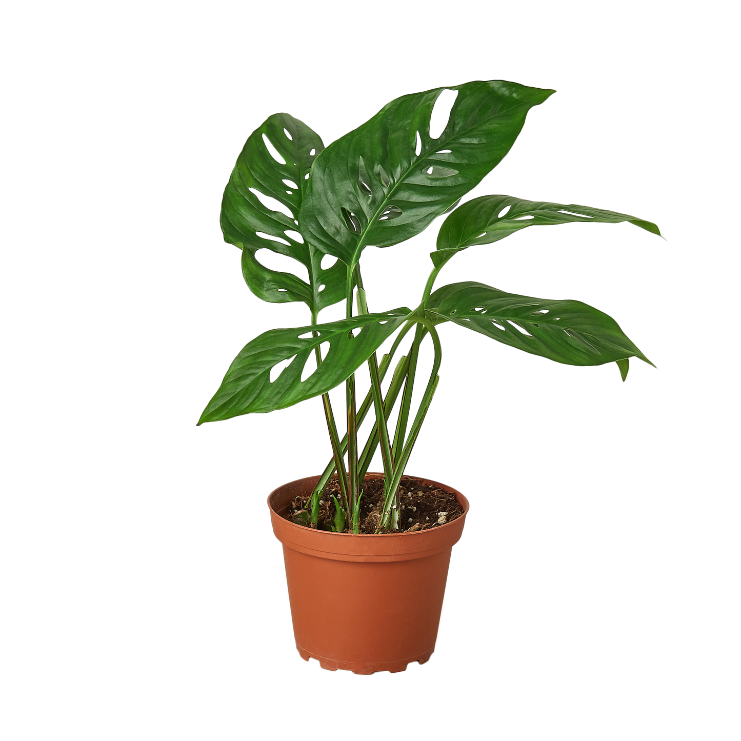 Monstera Adansonii 'Swiss Cheese' - 4" Pot