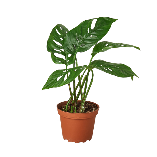 Monstera Adansonii 'Swiss Cheese' - 4" Pot