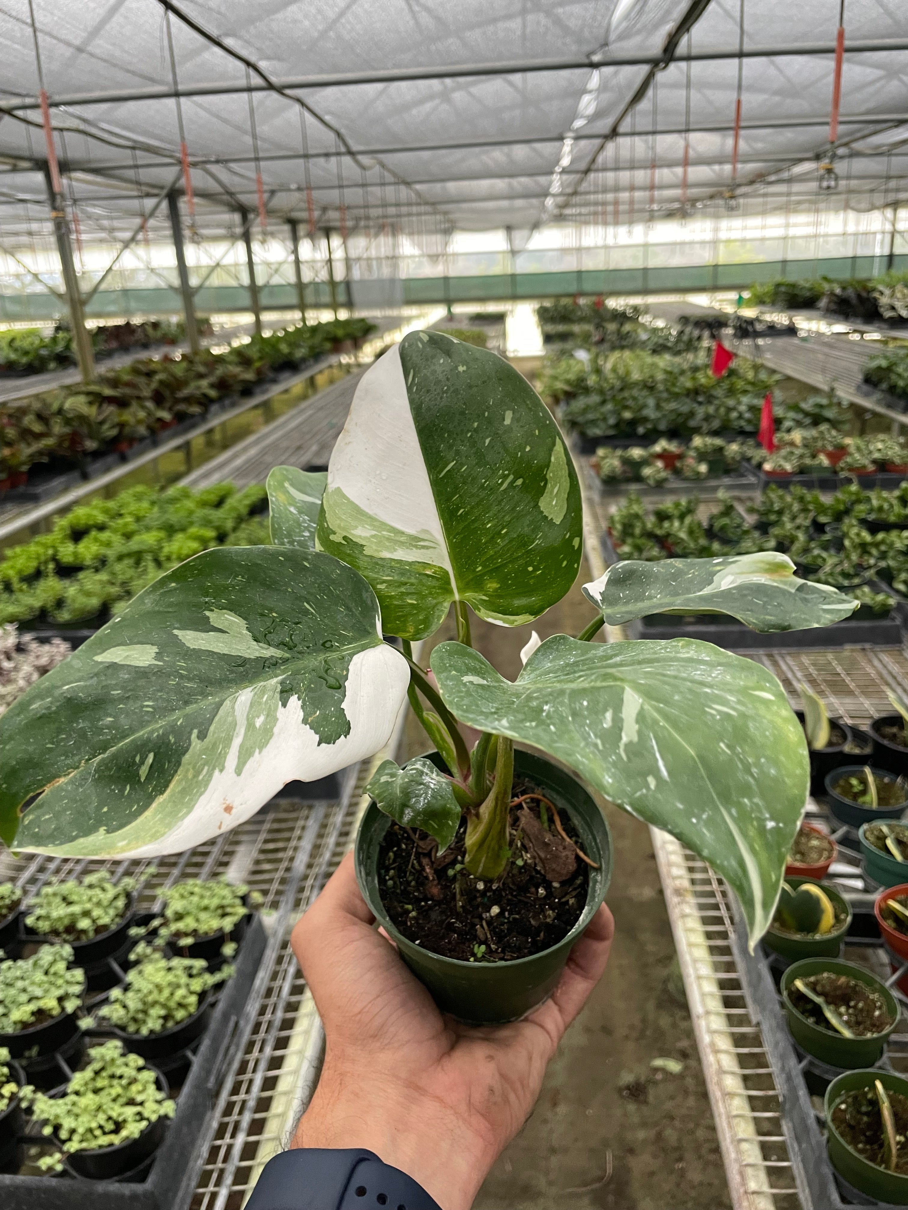 Philodendron hotsell White Princess