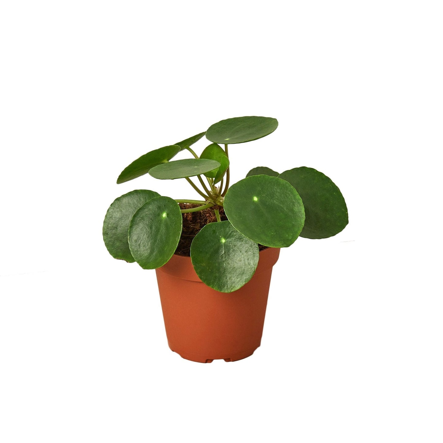 Pilea Peperomioides 'Chinese Money' - 4" Pot