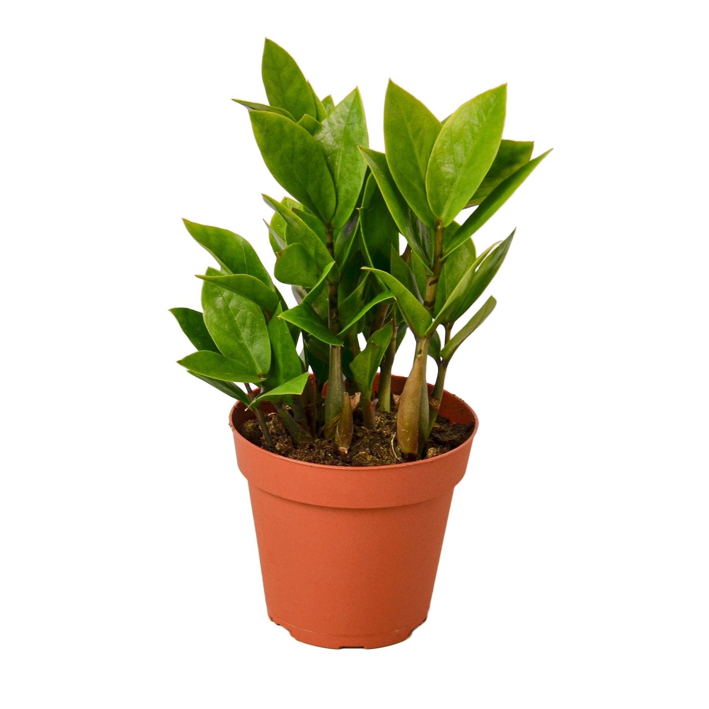 ZZ Plant- 4" Pot