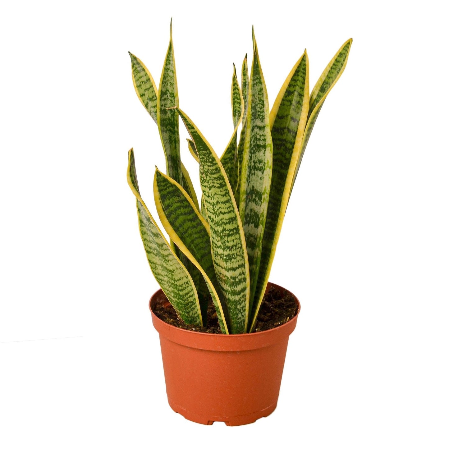 Snake Plant 'Laurentii'- 6" Pot