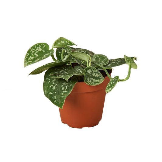 Pothos 'Satin'- 4" Pot