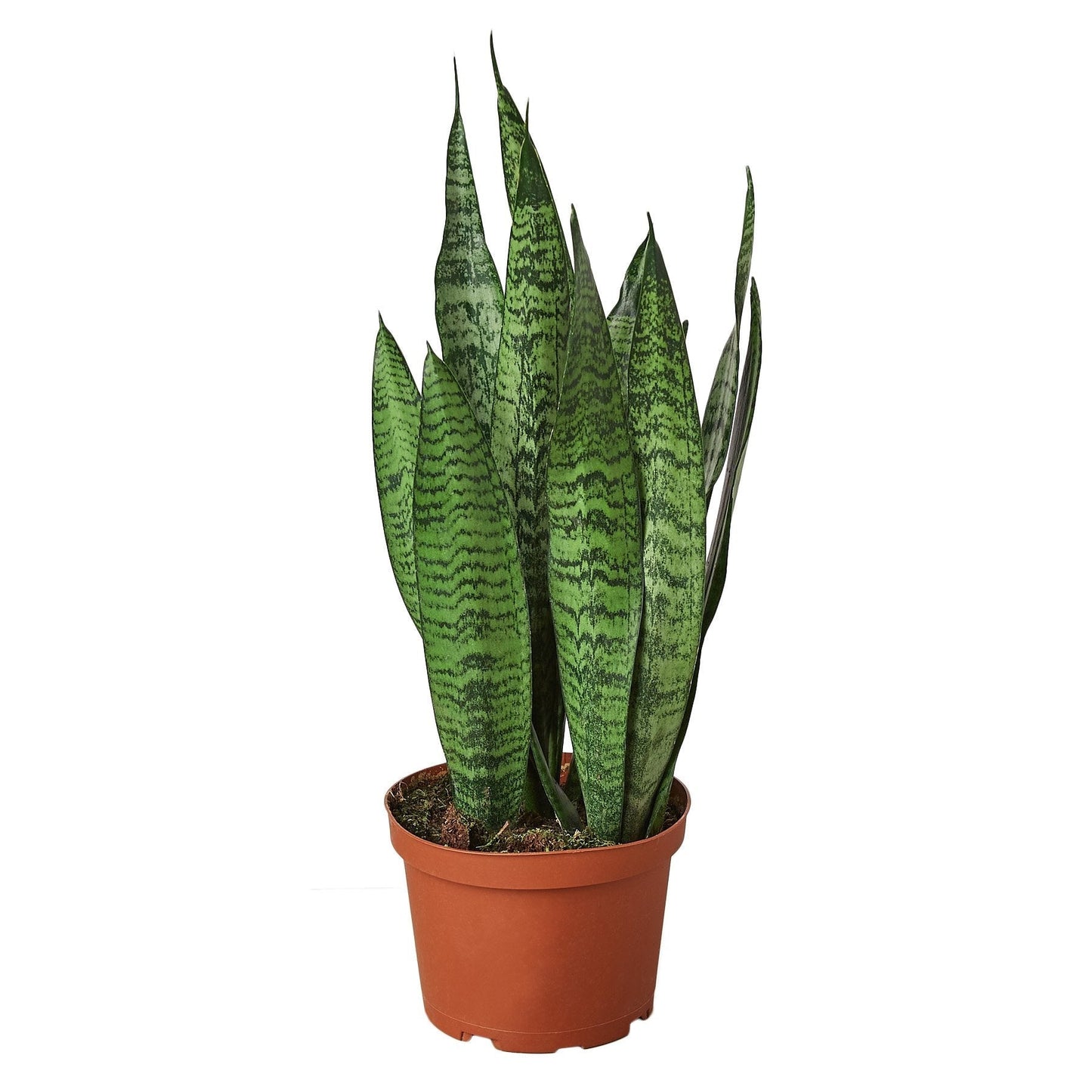 Snake Plant 'Zeylanica' - 6" Pot